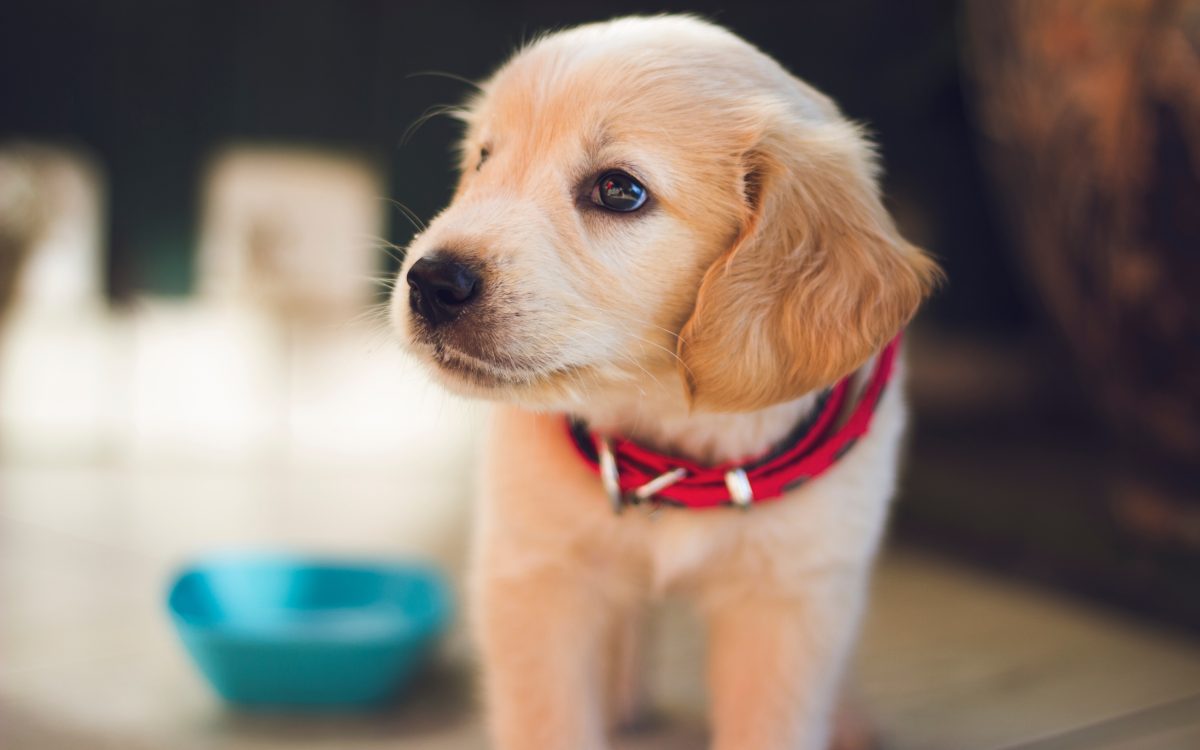Hukum Pegang Anjing – DrMAZA