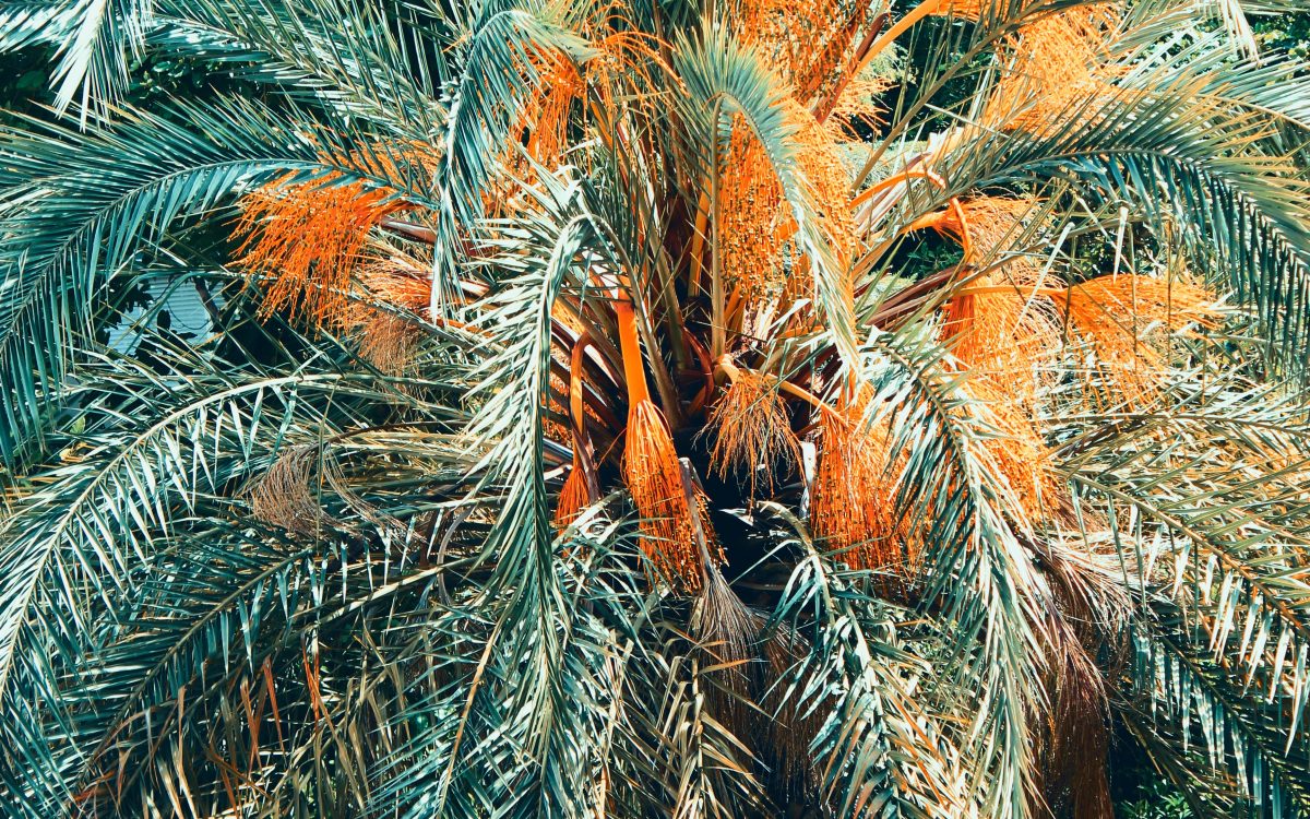 How To Fertilise Palm Plants